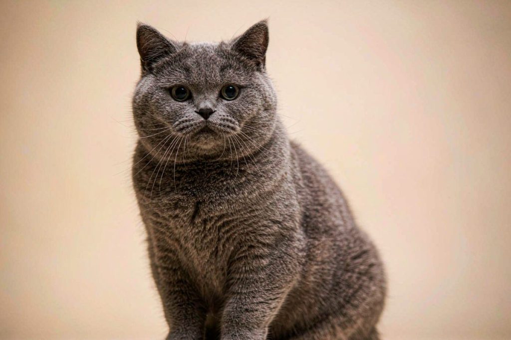 英国短毛猫端正坐姿肖像