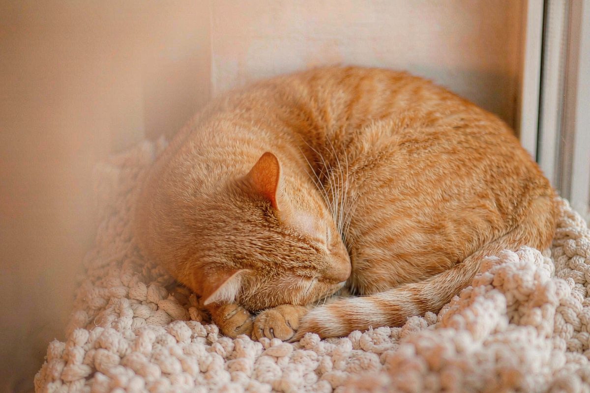 橘猫蜷缩在针织垫上打盹