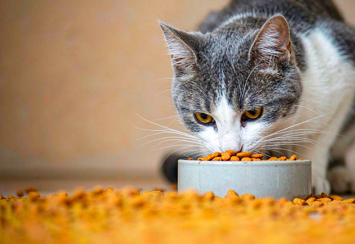 猫咪低头在陶瓷碗里吃猫粮