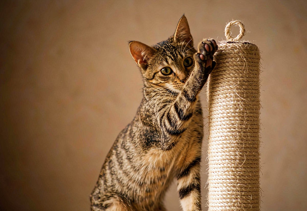 猫咪用前爪抓挠麻绳猫抓板